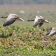 Geese flying over grass